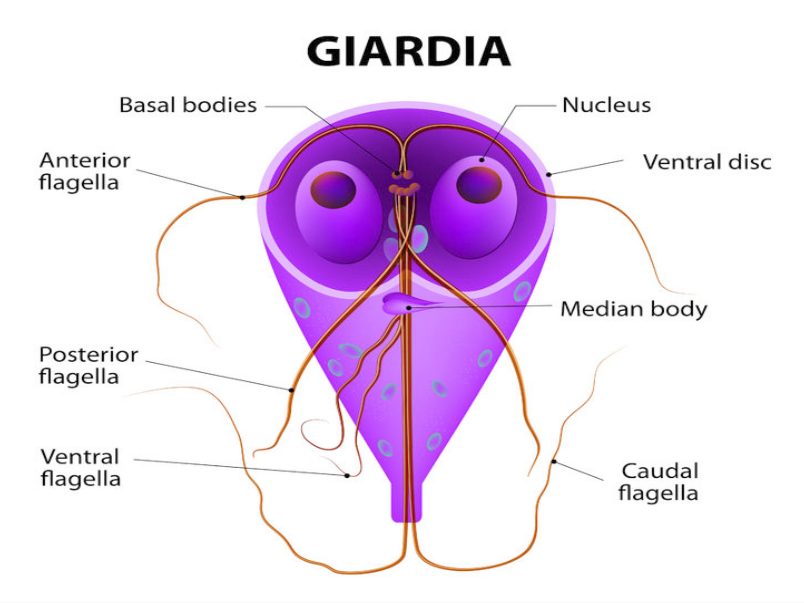 Giardien mensch ubertragung. Giardiasis tünetei és kezelése - HáziPatika.